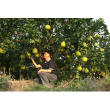 Fruta nova do pomelo da colheita nova de 2013